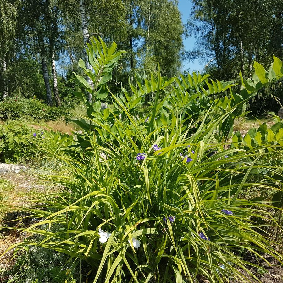 Vila Sanzila Bernatoniai Buitenkant foto
